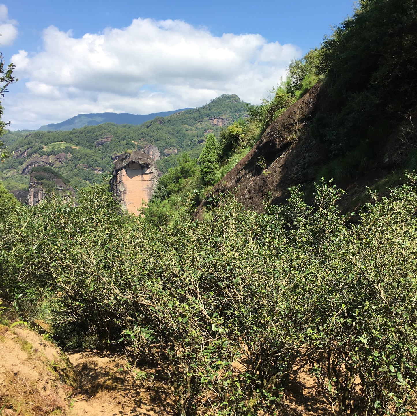 Wuyi Tea - Ying Zui Yan Rou Gui (2017)