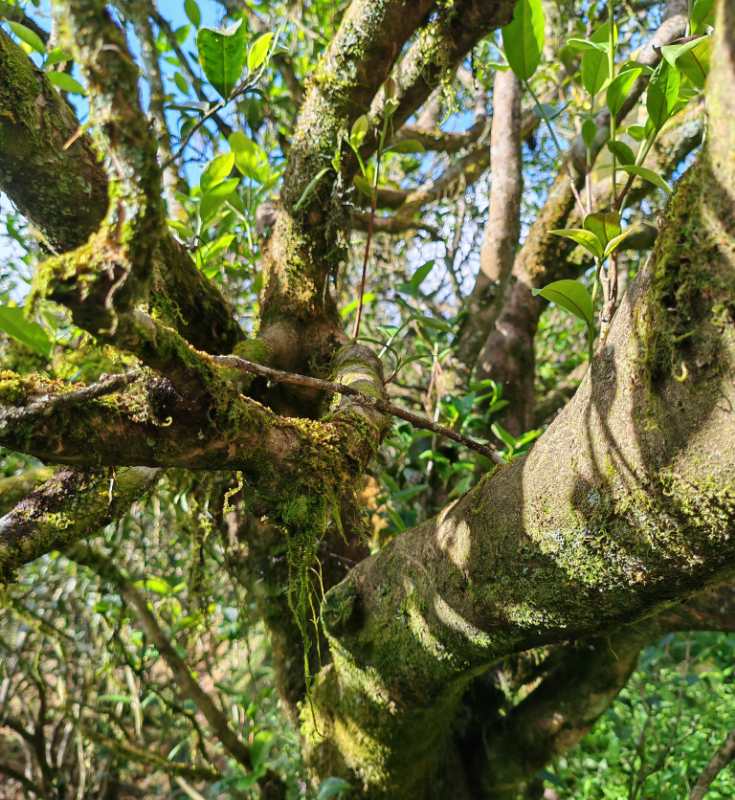 Wuyi Tea - Wu San Di Lao Cong (100 years old tree)