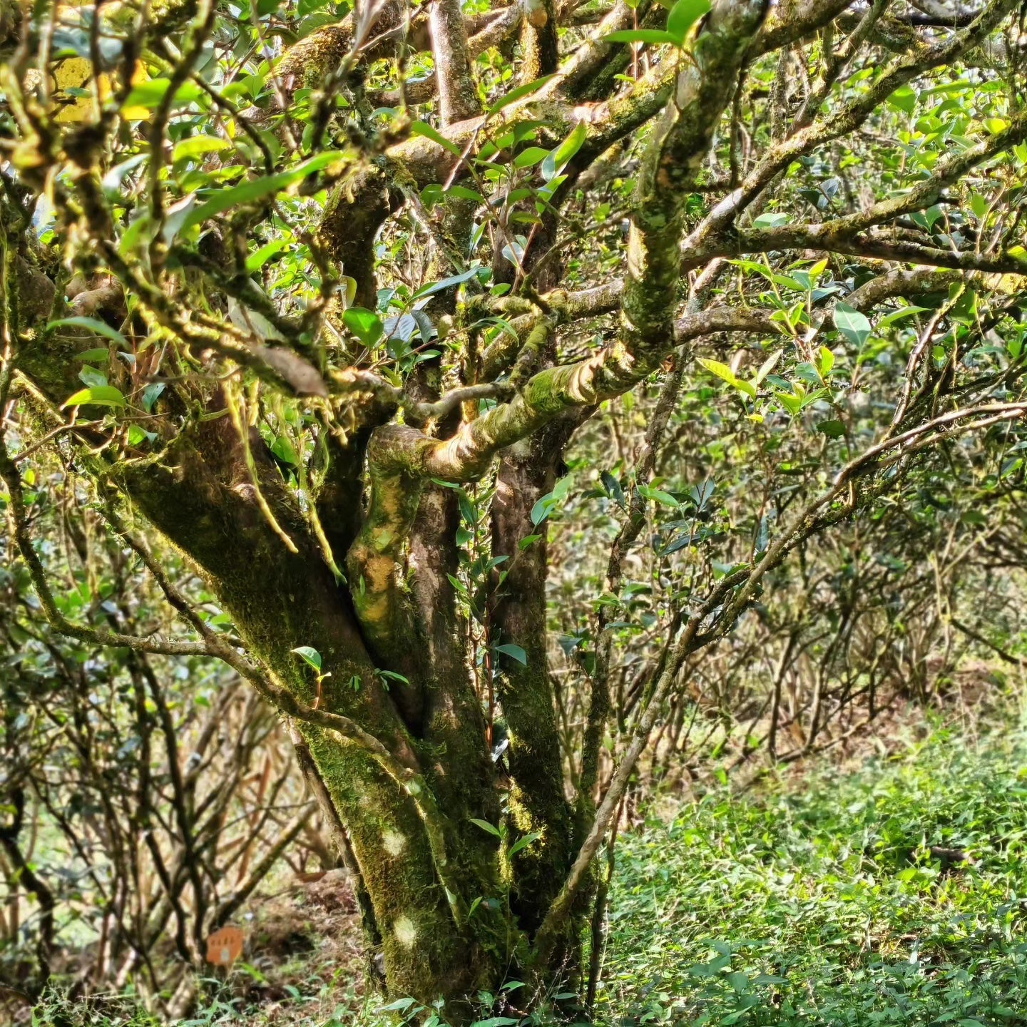 Wuyi Tea - Wu San Di Lao Cong (100 years old tree)