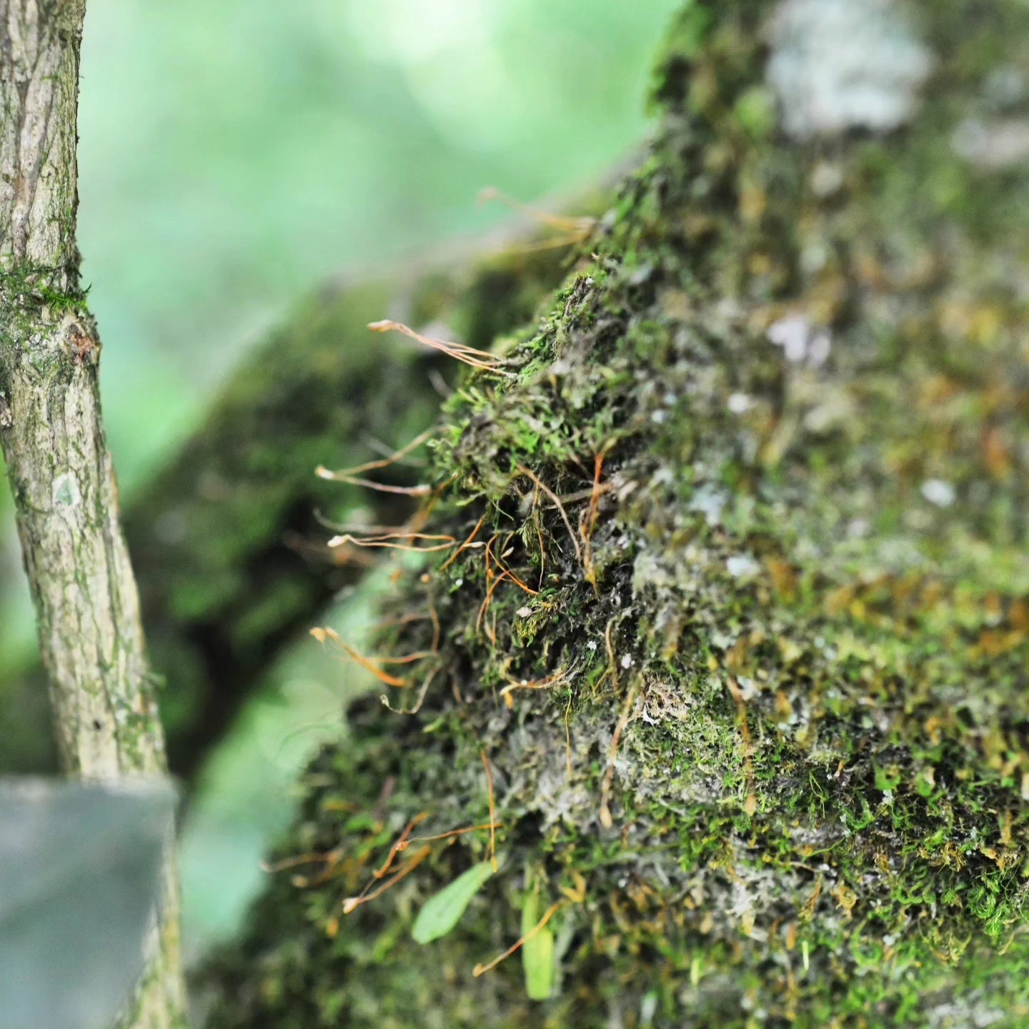 Wuyi Tea - Wu San Di Lao Cong (100 years old tree)