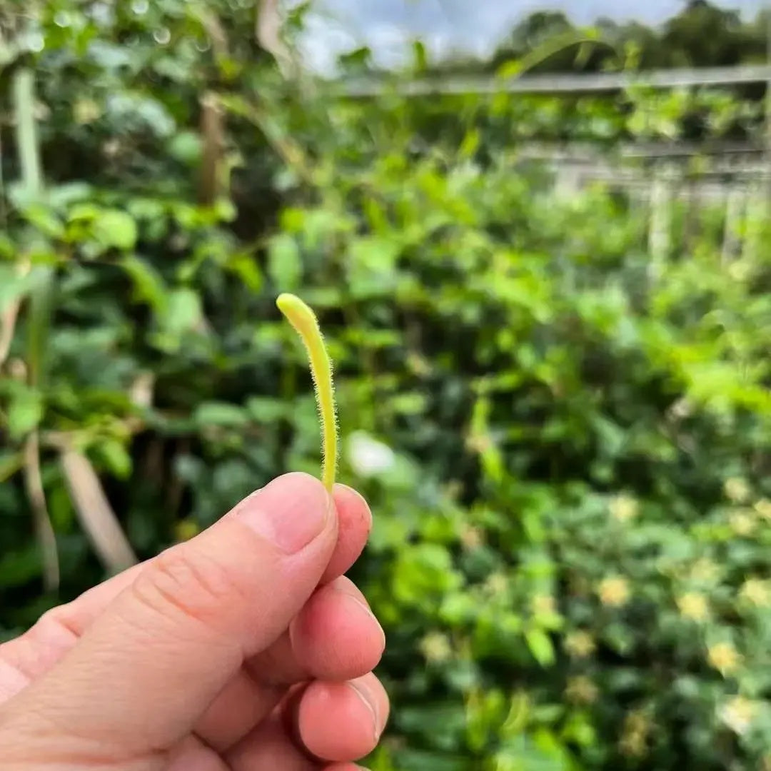 Wuyi Tea - Wild Honeysuckle Tea