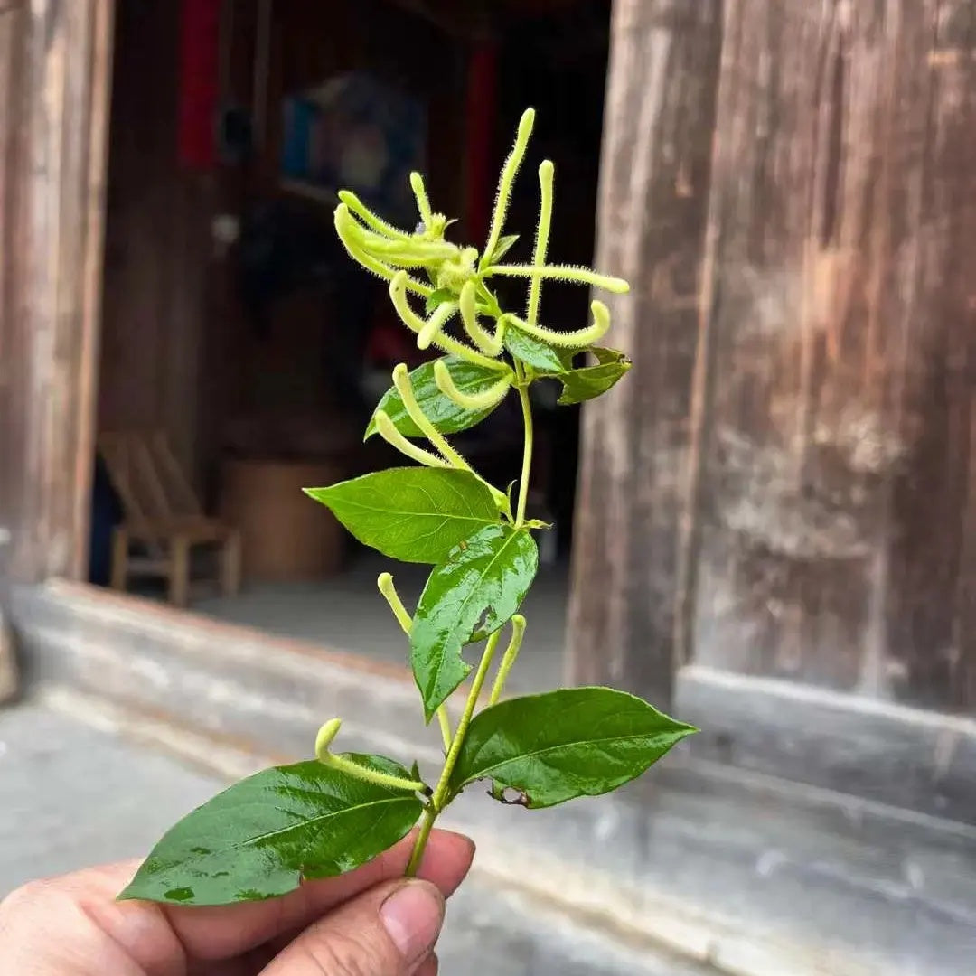 Wuyi Tea - Wild Honeysuckle Tea