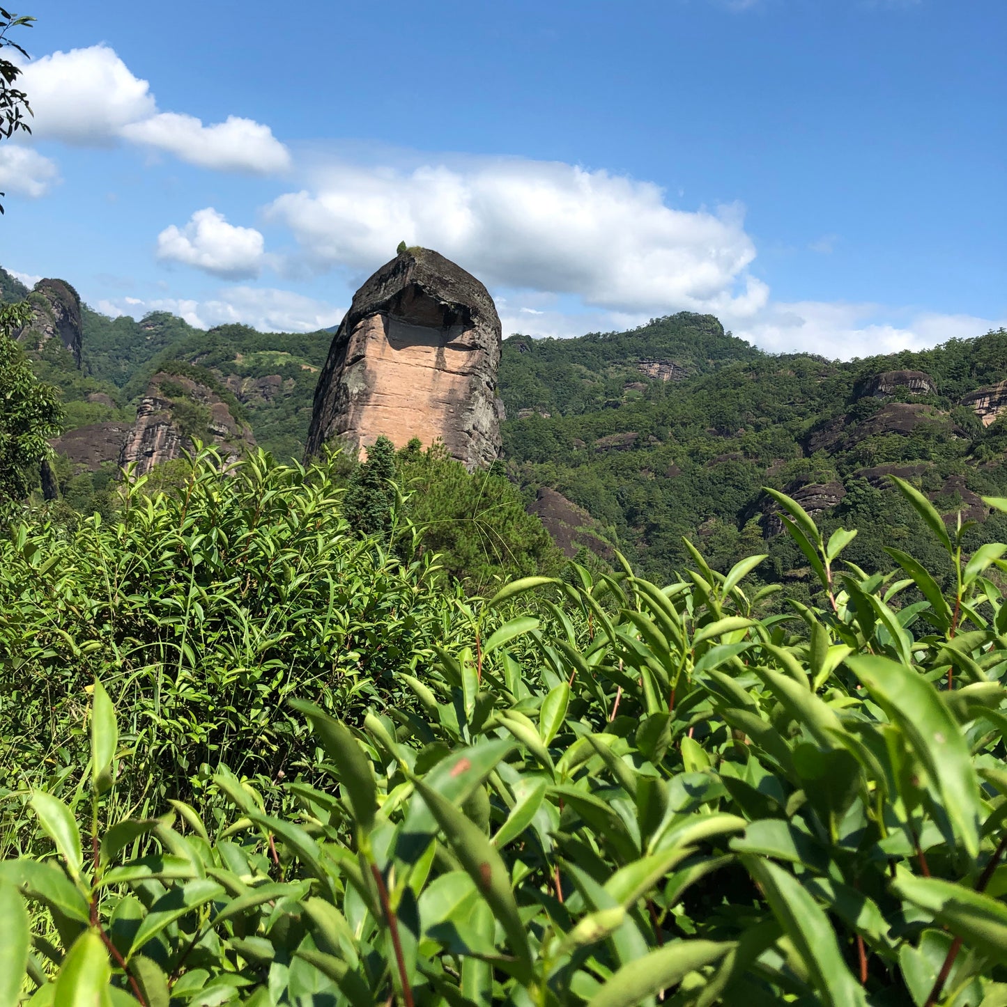 Wuyi Tea - Ying Zui Yan Rou Gui (2017)