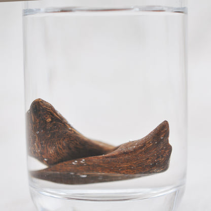 Agarwood - Sinking Brunei