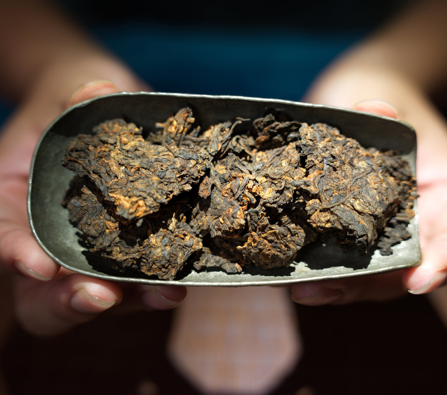 Agarwood Pu-erh Tea - Black Tortoise (玄武)